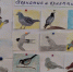 «ДЕНЬ ПТИЦ». Кирейковский СДК - Культурно-досуговый центр